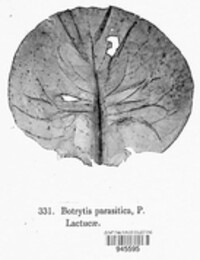 Botrytis tulipae image